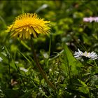 Frühling am Piller