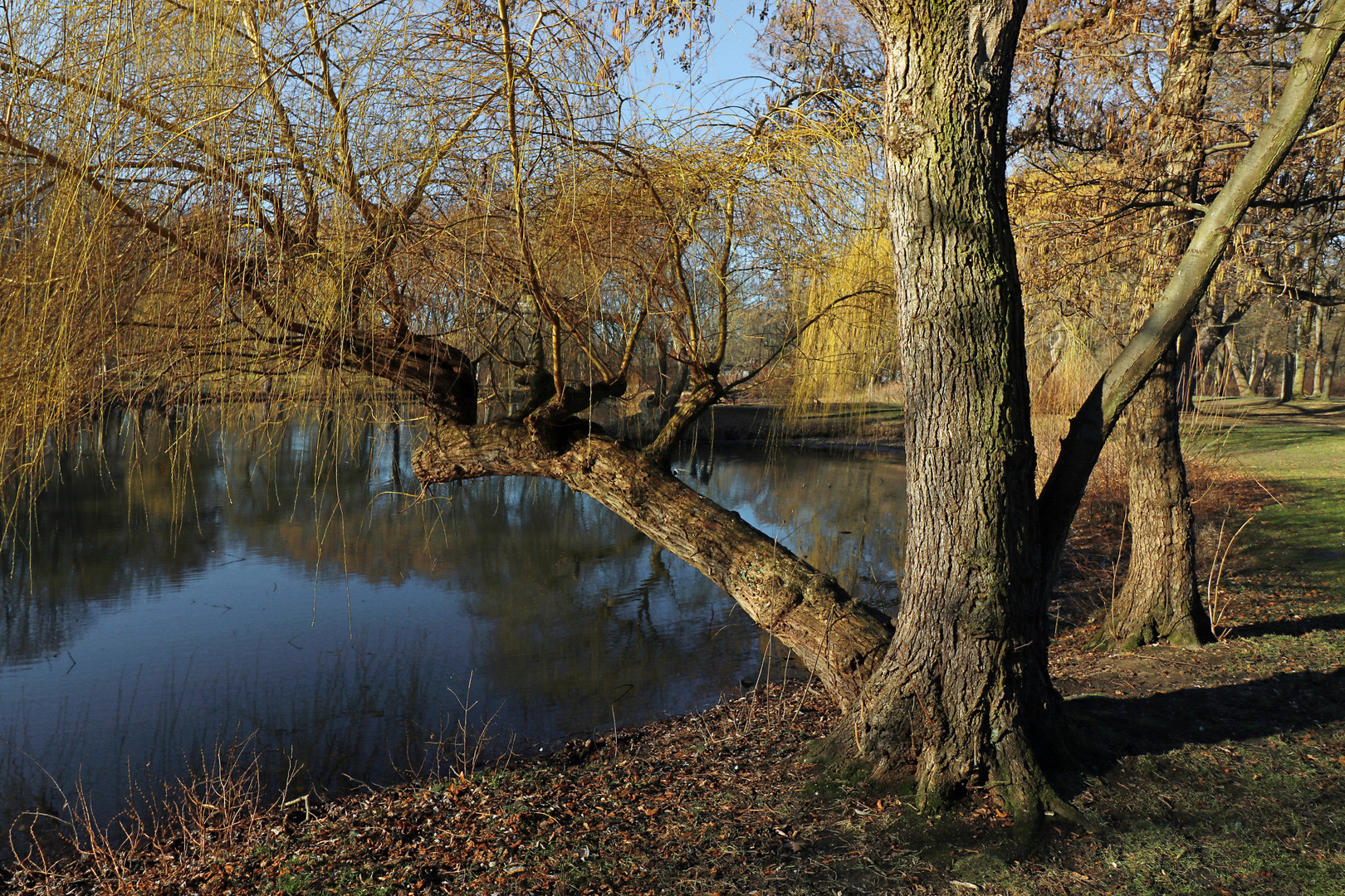 Frühling am Portikusteich