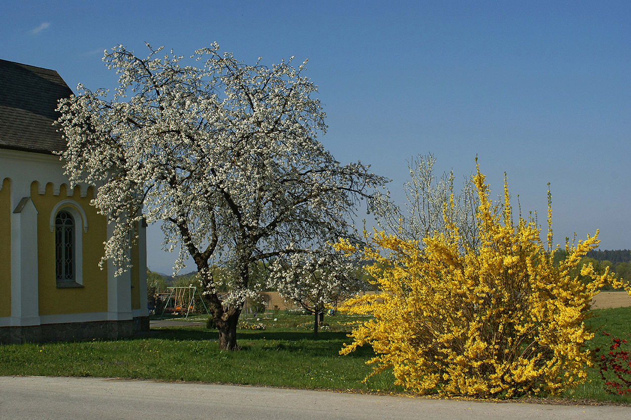 Frühling am Radweg