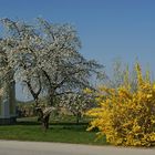 Frühling am Radweg