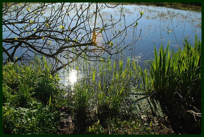 Frühling am Rand eines kleinen Moores