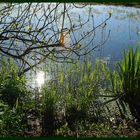 Frühling am Rand eines kleinen Moores