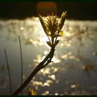 Frühling am Rand eines kleinen Moorsees