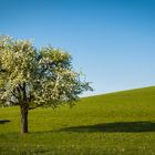 Frühling am Rande der Schwäbischen Alb