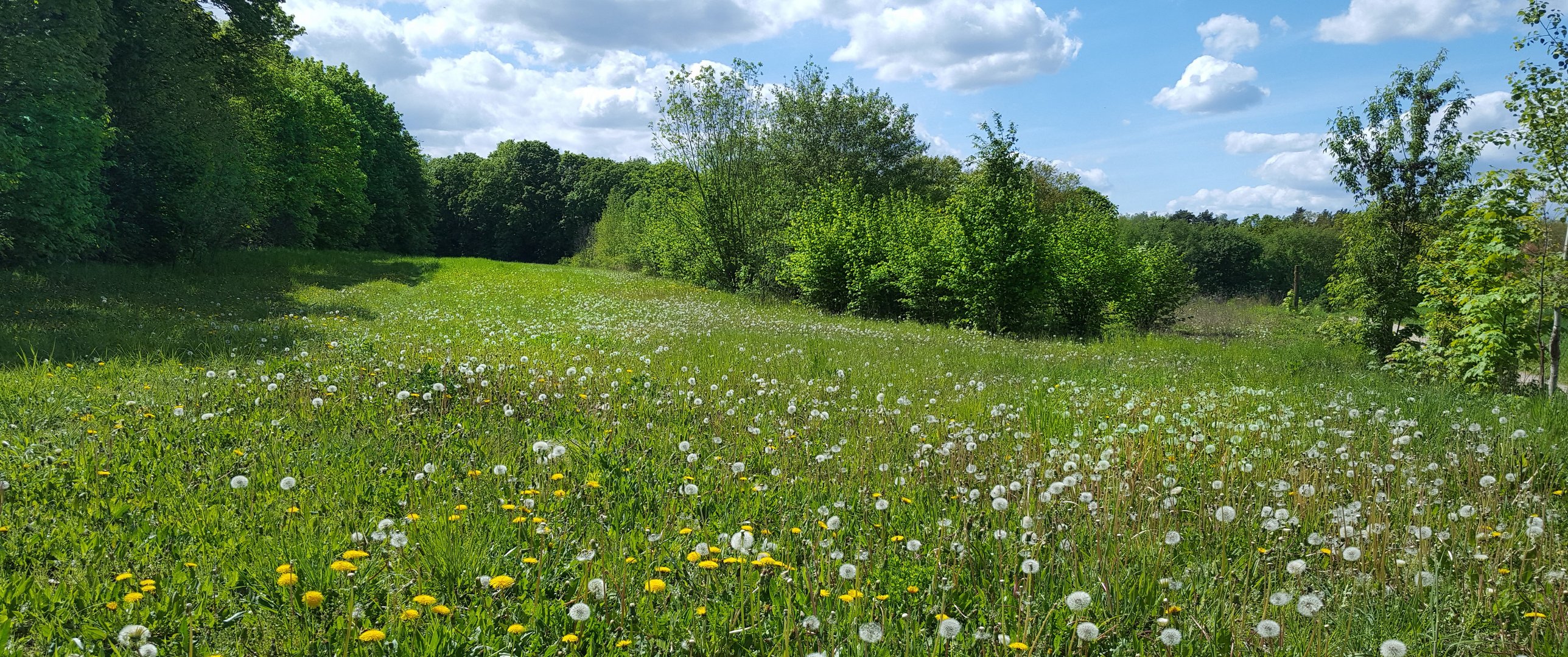 Frühling am Rande von Berlin......