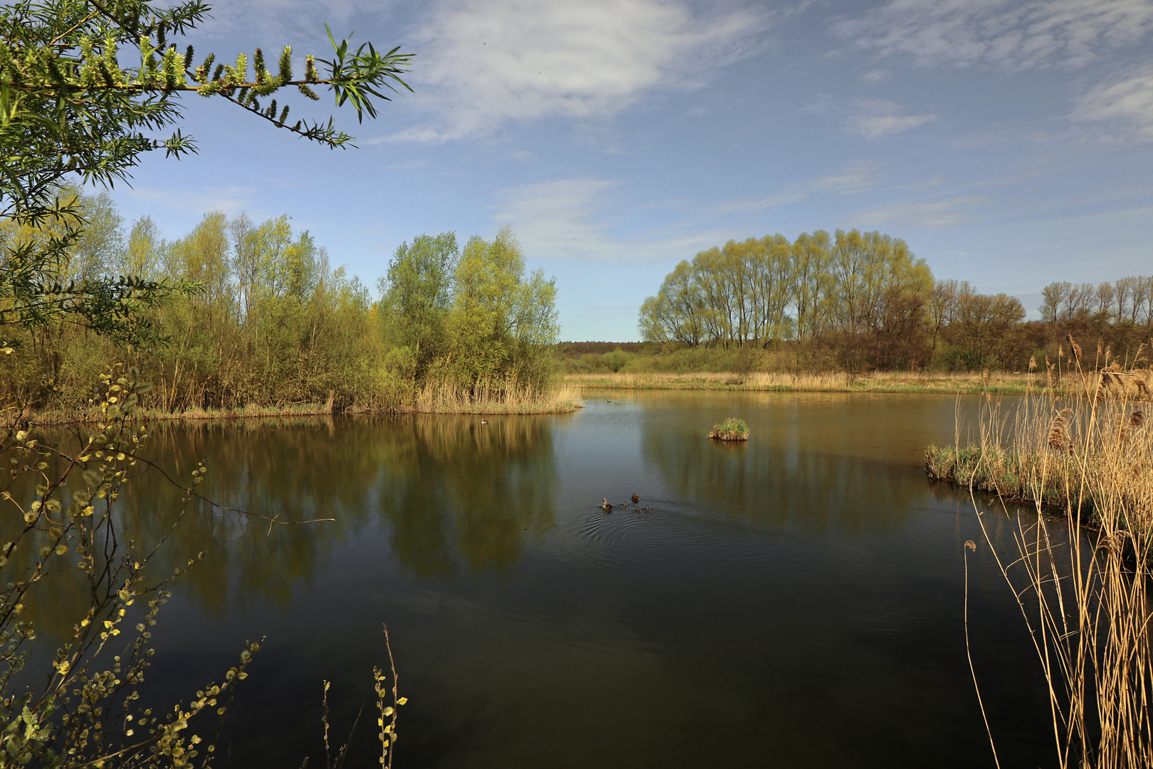 Frühling am Regenbecken