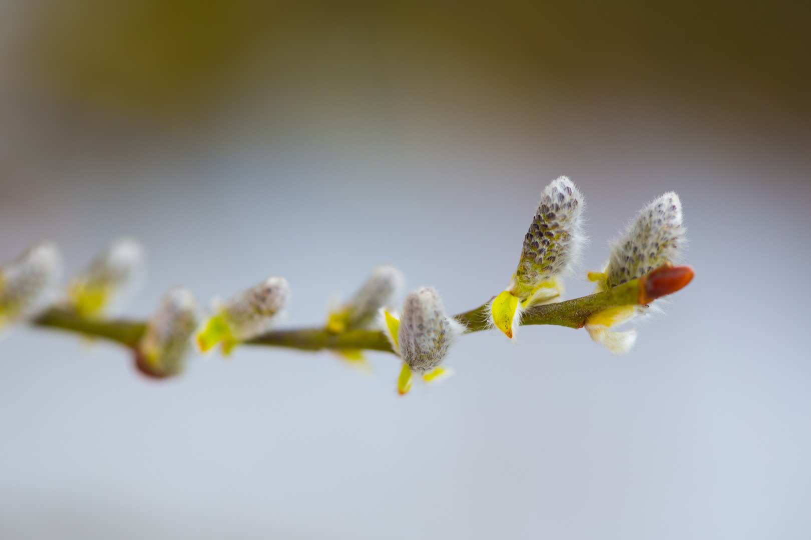 Frühling am Reinheimer Teich