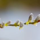 Frühling am Reinheimer Teich