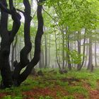 Frühling am Rennsteig...