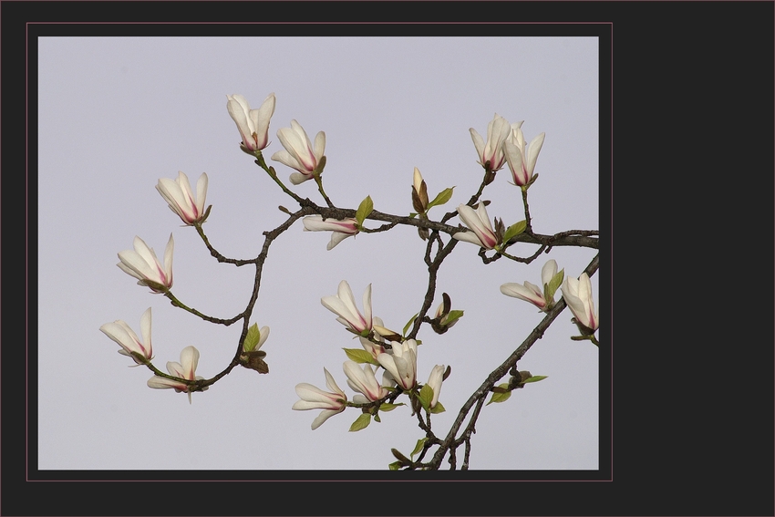 Frühling am Rhein