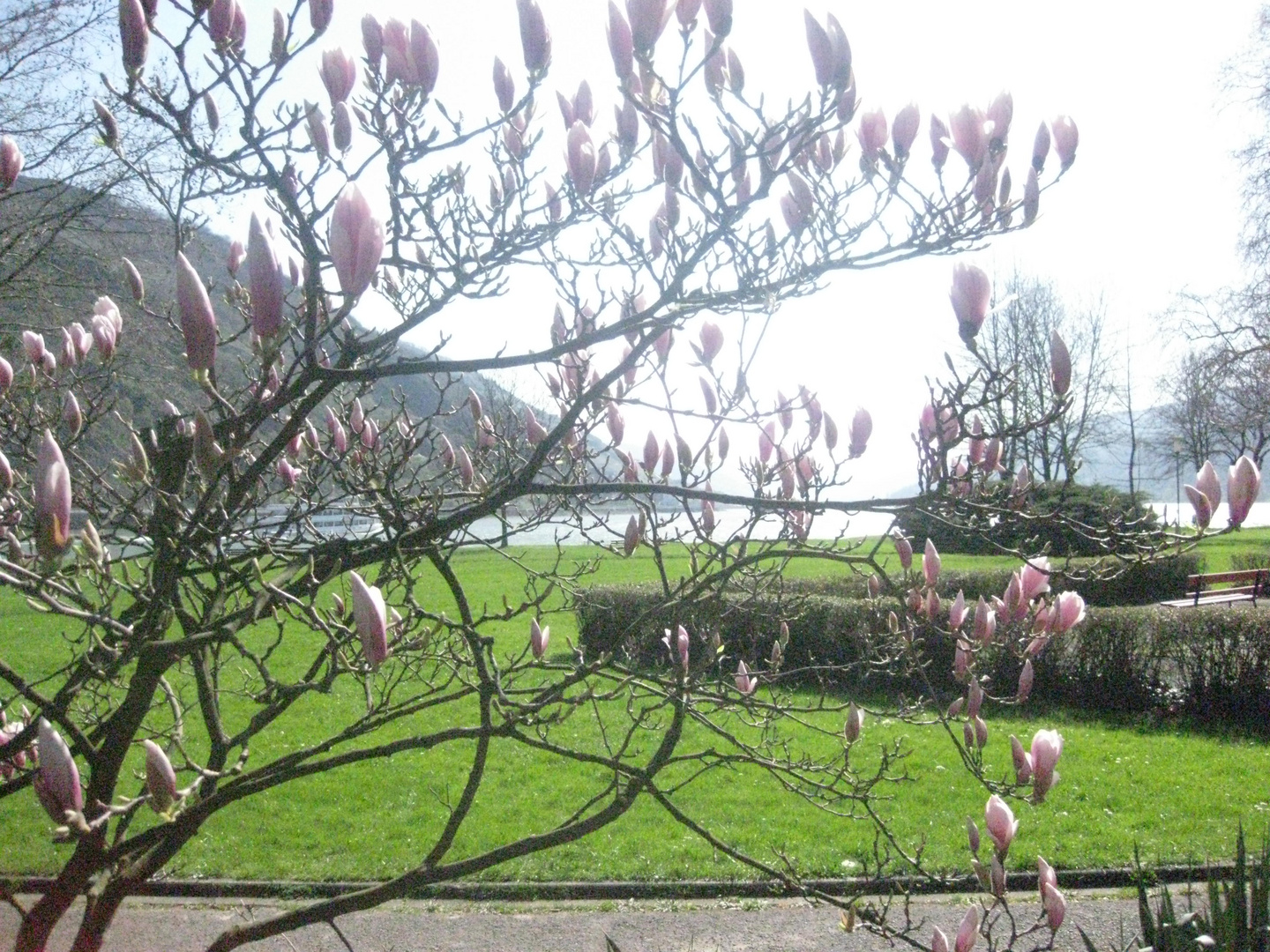 Frühling am Rhein