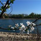 Frühling am Rhein