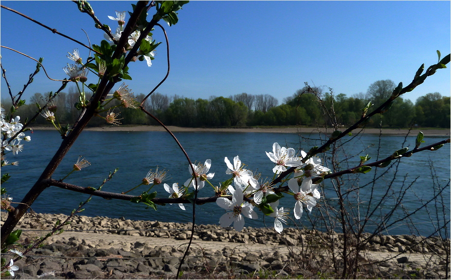 Frühling am Rhein