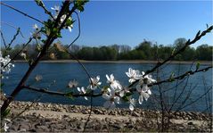 Frühling am Rhein