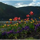 Frühling am Rhein