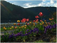 Frühling am Rhein