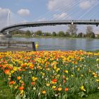 Frühling am Rhein