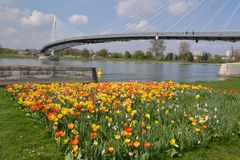 Frühling am Rhein