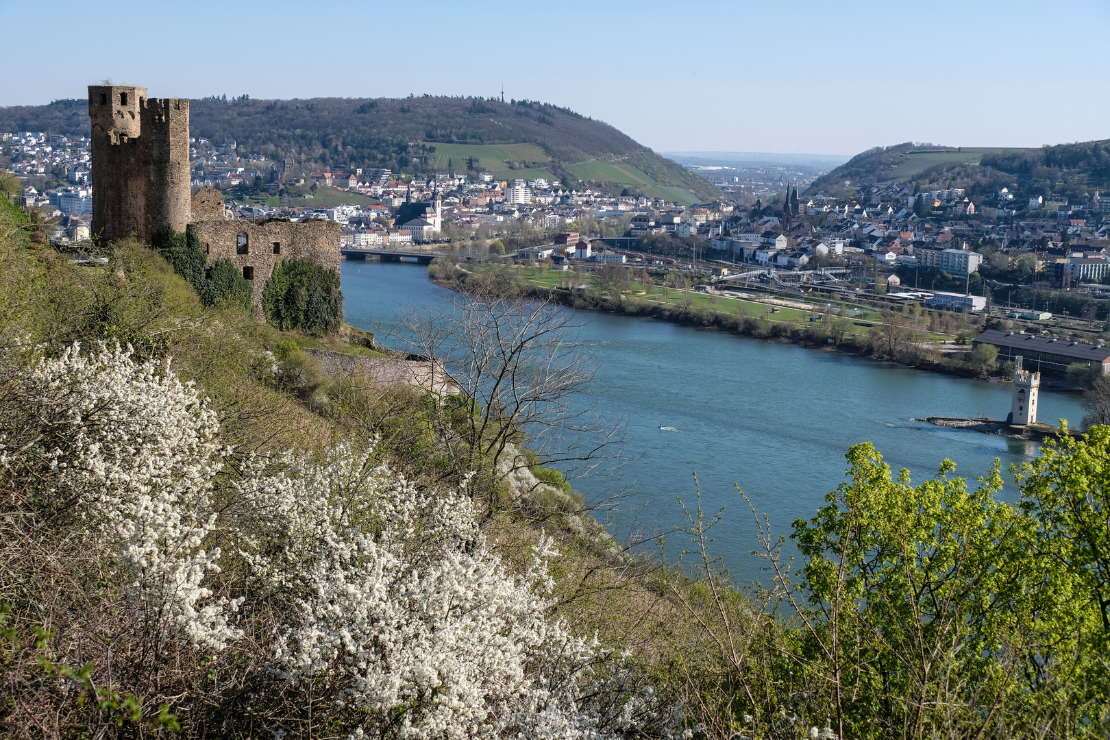 Frühling am Rhein