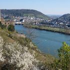 Frühling am Rhein