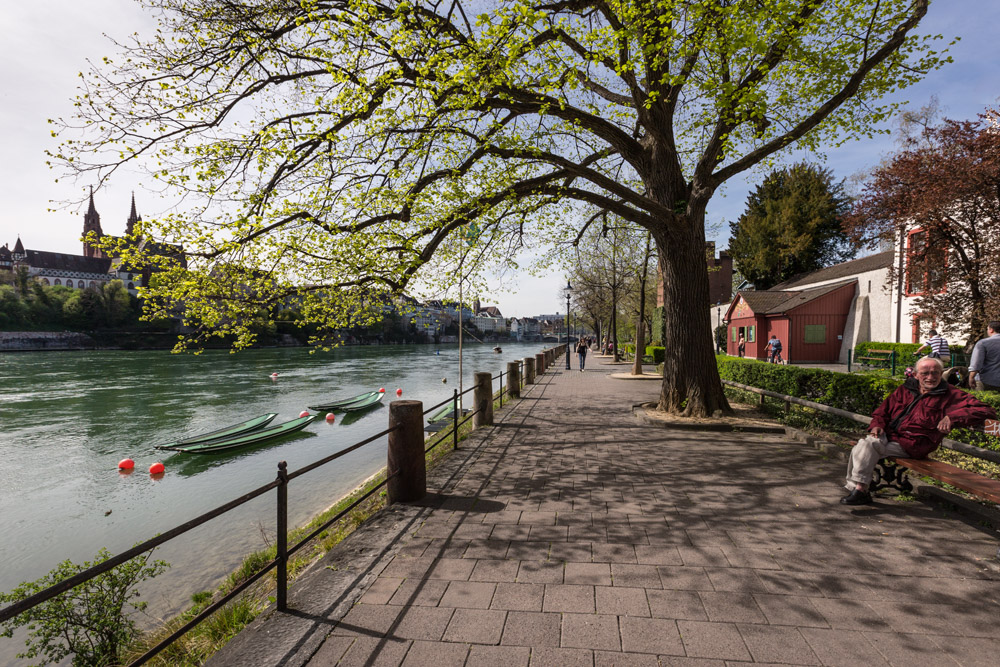 Frühling am Rhein