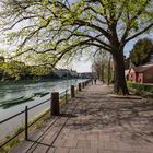 Frühling am Rhein