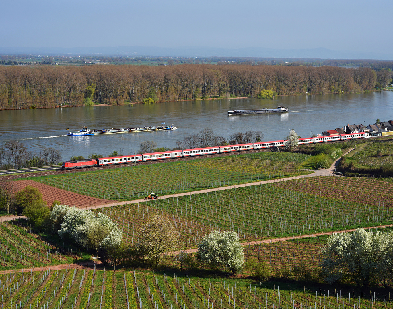 Frühling am Rhein