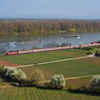 Frühling am Rhein