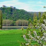Frühling am Rhein ...