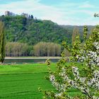 Frühling am Rhein ...