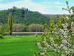 Frühling am Rhein ...