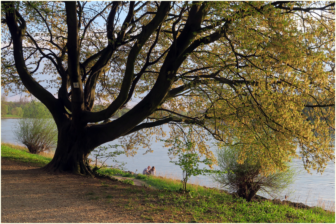 Frühling am Rhein