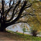 Frühling am Rhein