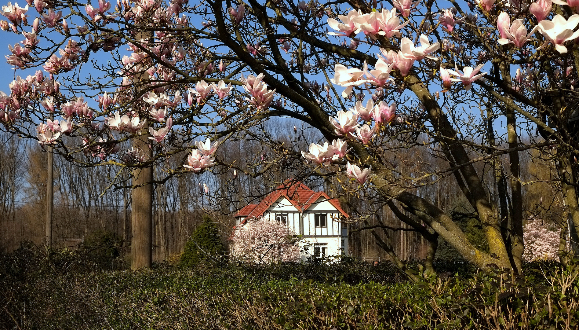 Frühling am Rhein