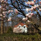 Frühling am Rhein