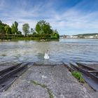 Frühling am Rhein