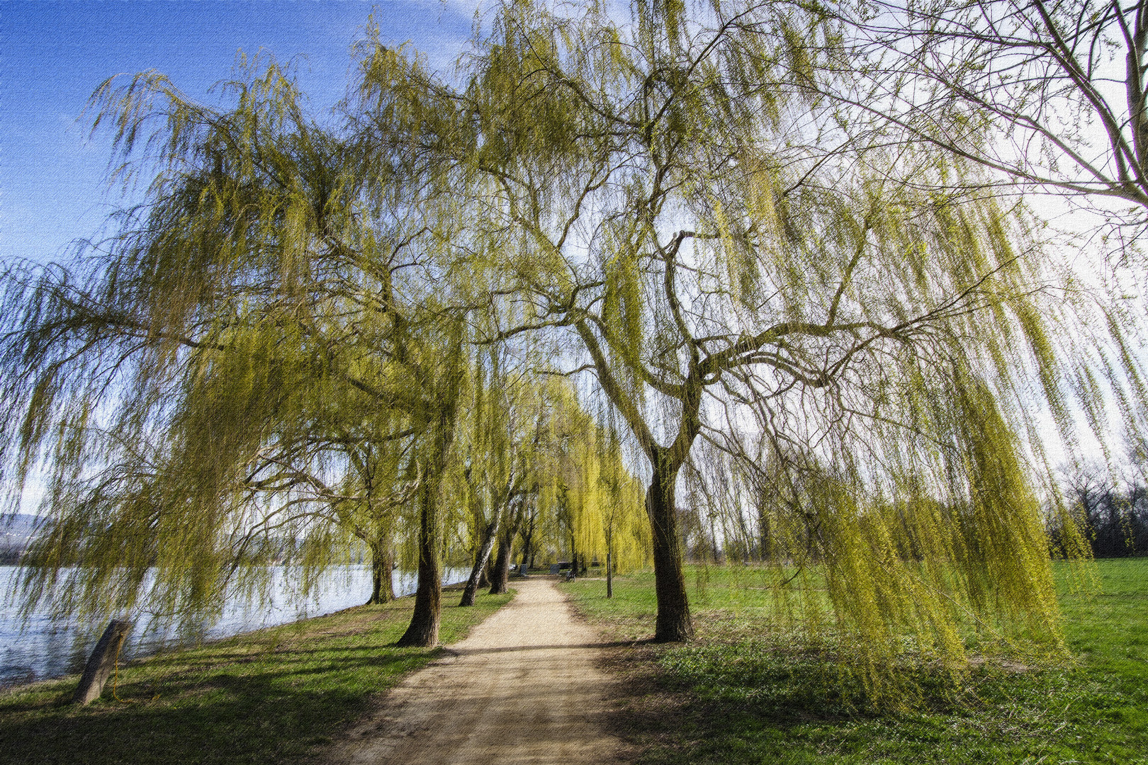 Frühling am Rhein