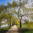 Frühling am Rhein