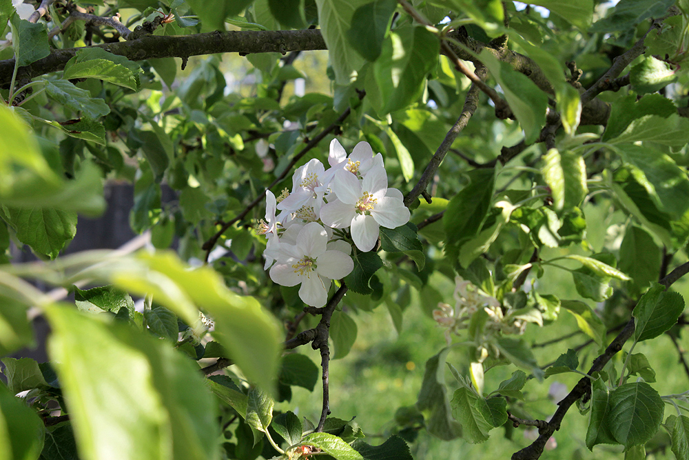 Frühling am Rhein III