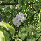 Frühling am Rhein III