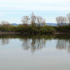 Frühling am Rhein im Elsass