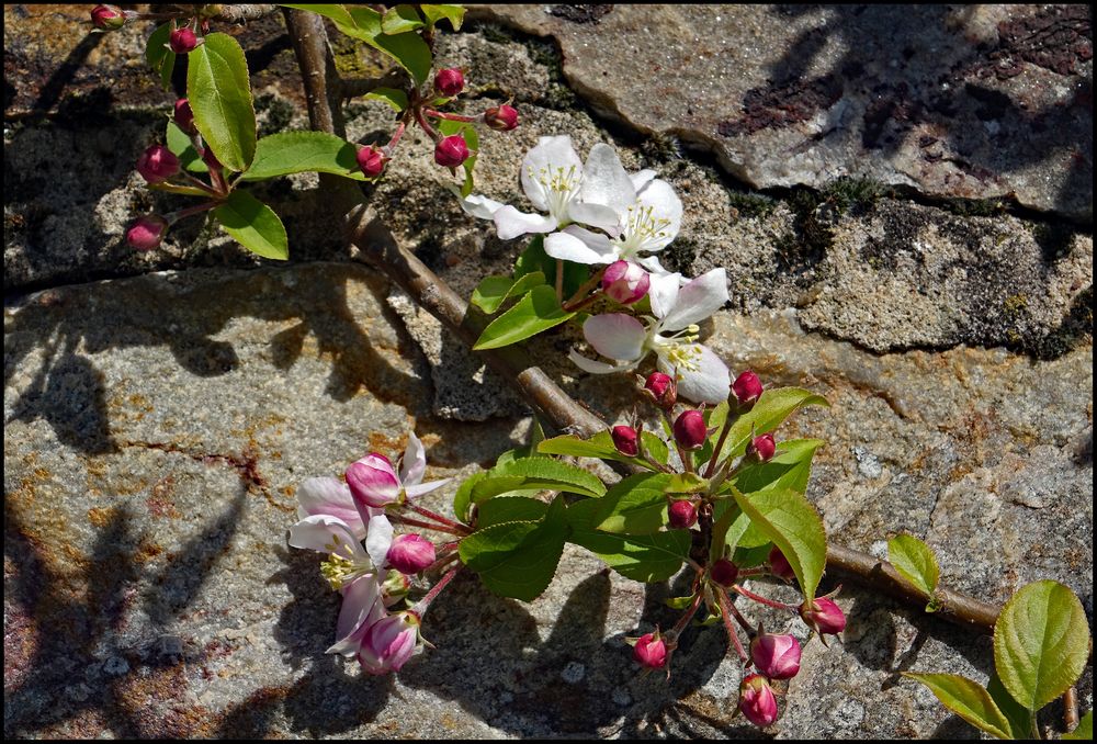 Frühling am Rheinsteig