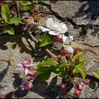 Frühling am Rheinsteig