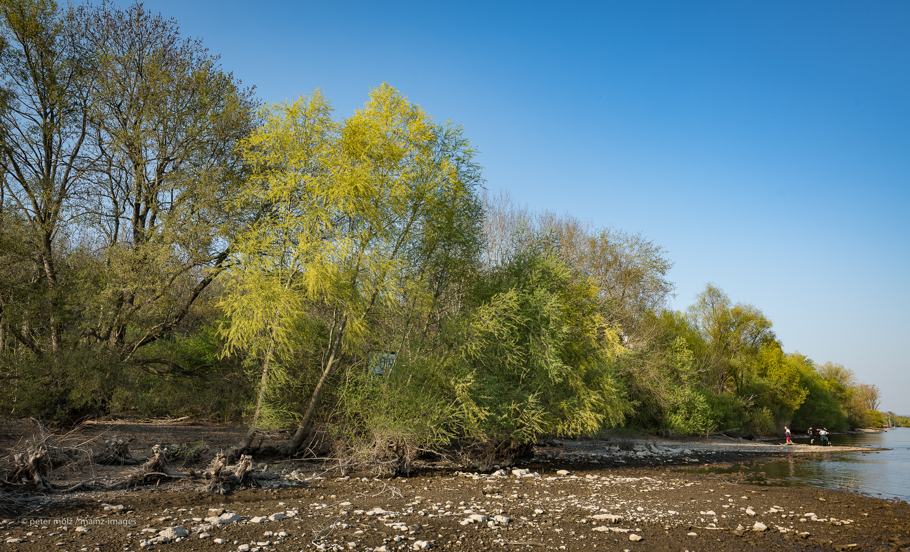 Frühling am Rheinufer