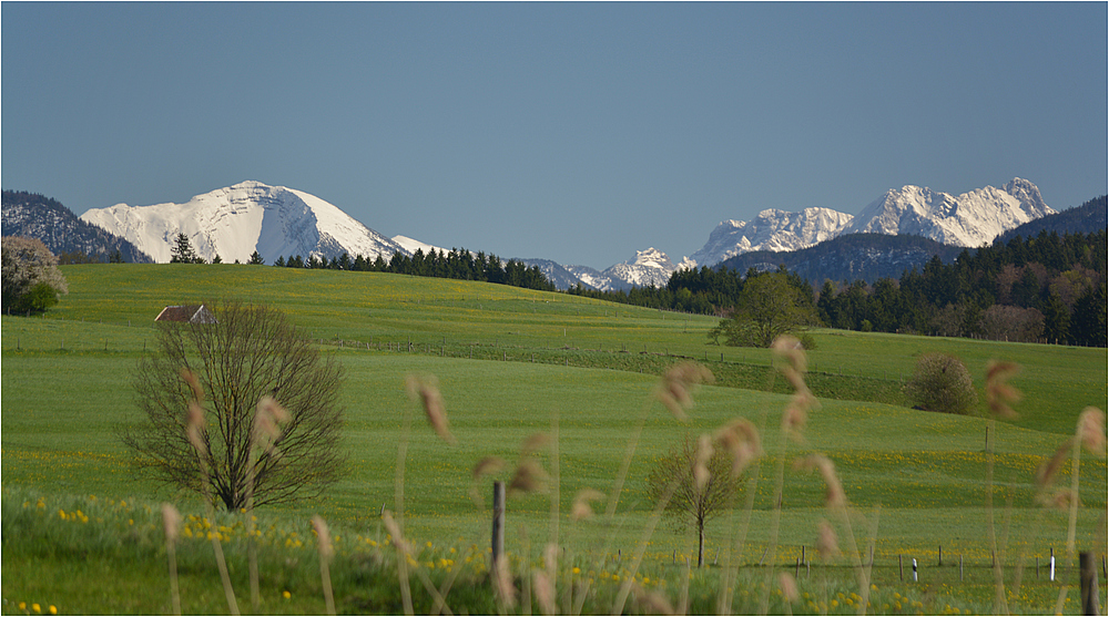 Frühling am Riegsee - Blick auf´s Rofangebirge