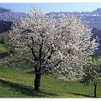 Frühling am Rigi