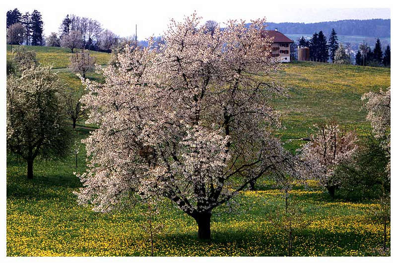 Frühling am RIgi II