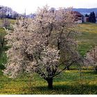 Frühling am RIgi II