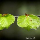 Frühling am Ritten