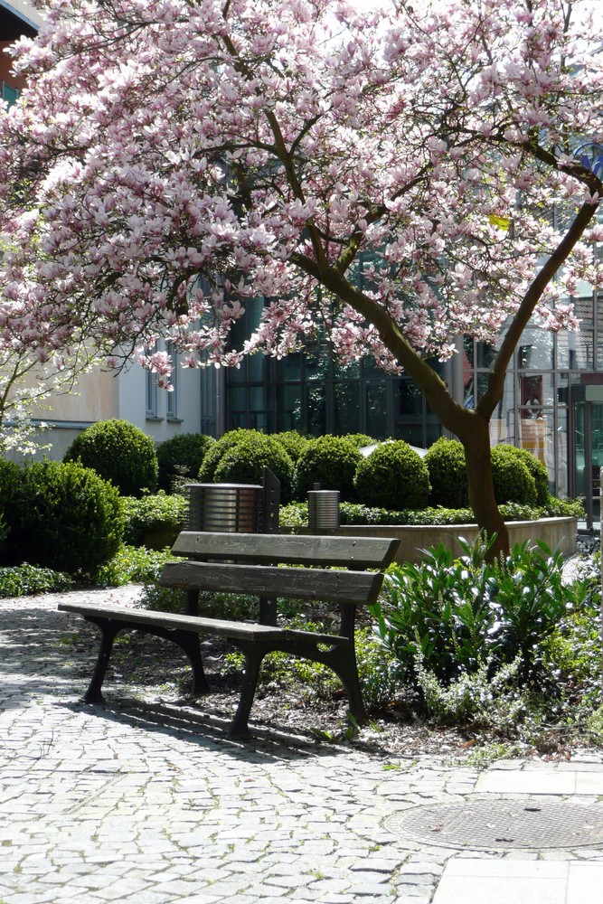 Frühling am Roseneck in Kronach